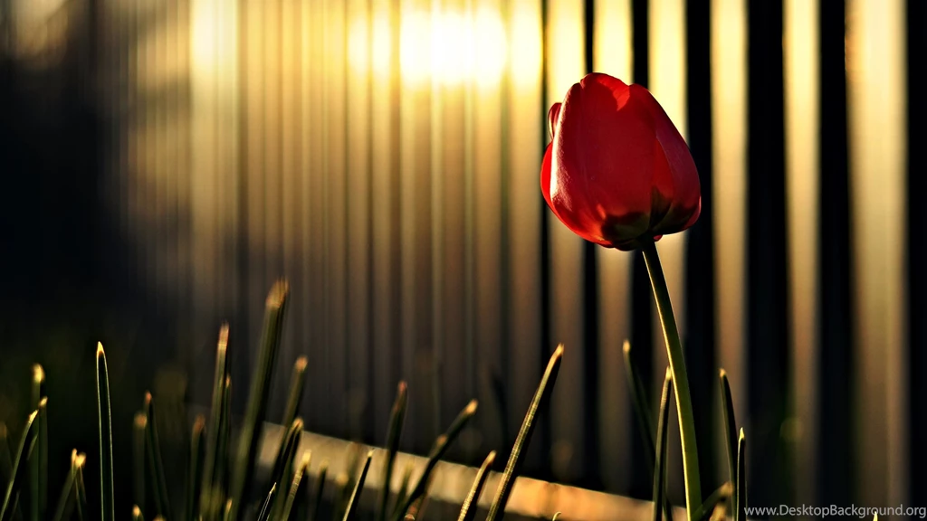 Latest Desktop Backgrounds Hd Wallpapers Free Download