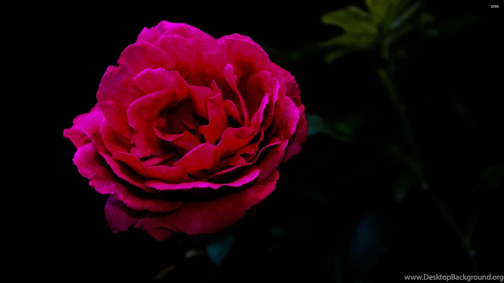 Rose Flower Wallpapers