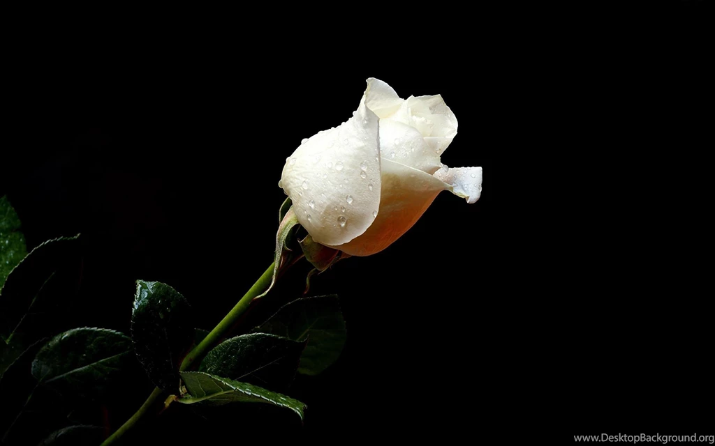 Download Wallpapers 2560x1600 Rose, Flower, Drops, Fresh, Black ...