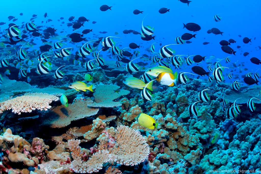 Reef wallpaper 22.jpg