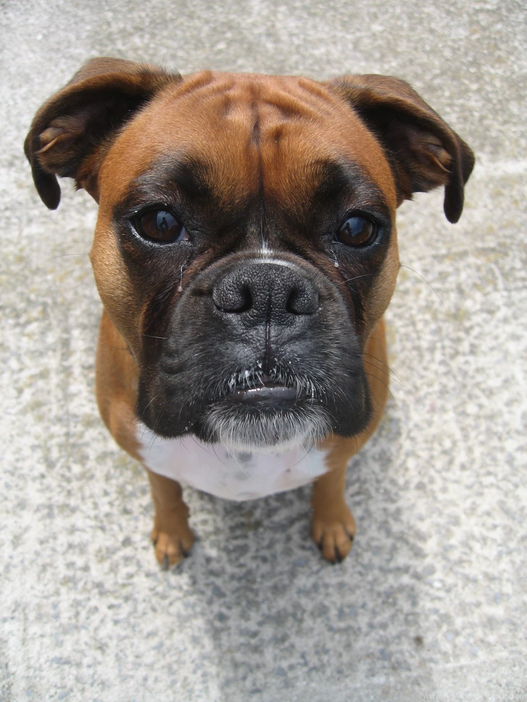 Boxer Dogs Picture On Animal Picture Society