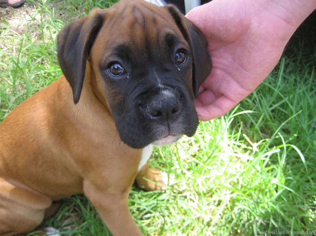 Boxer Puppy Wallpapers