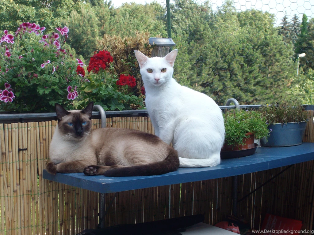 Siam Und OKH Siamese Cats Wallpapers (32742445) Fanpop