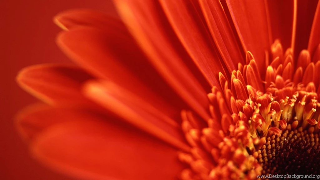 Sunflower S Wallpapers
