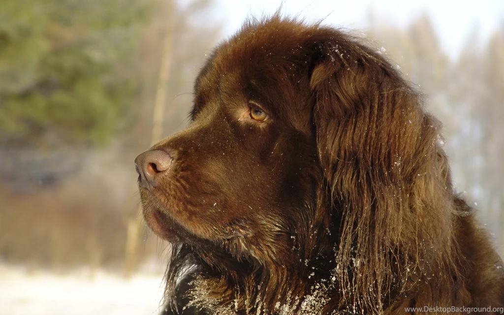 Download Wallpapers 1920x1200 Dog, Big, Brown, Good 1920x1200 HD ...