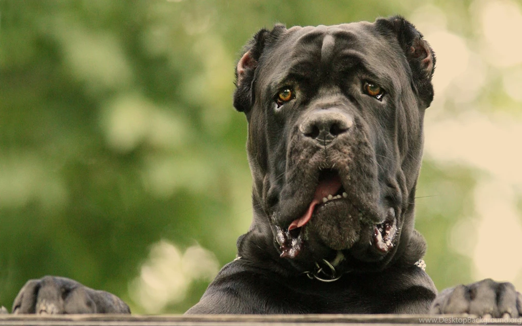 Cane Corso Wallpapers 152539
