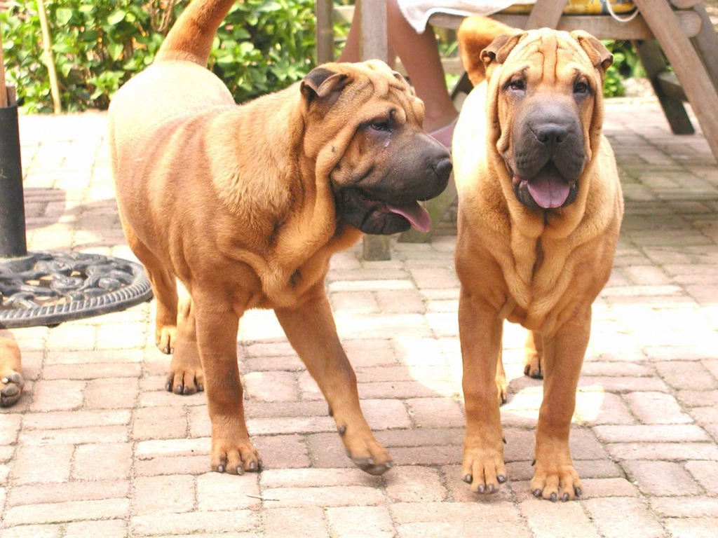 Two Big Dog Standing At Home Compound Pets Animal High Quality ...
