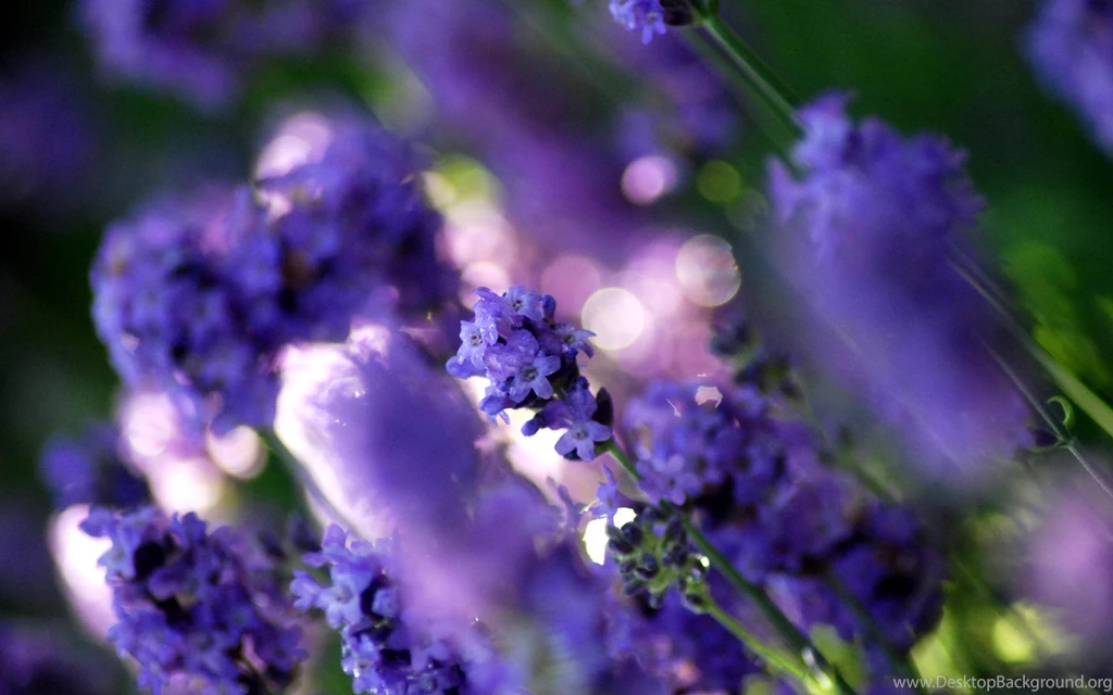 Astonishing Flowers Wallpapers For Tumblr