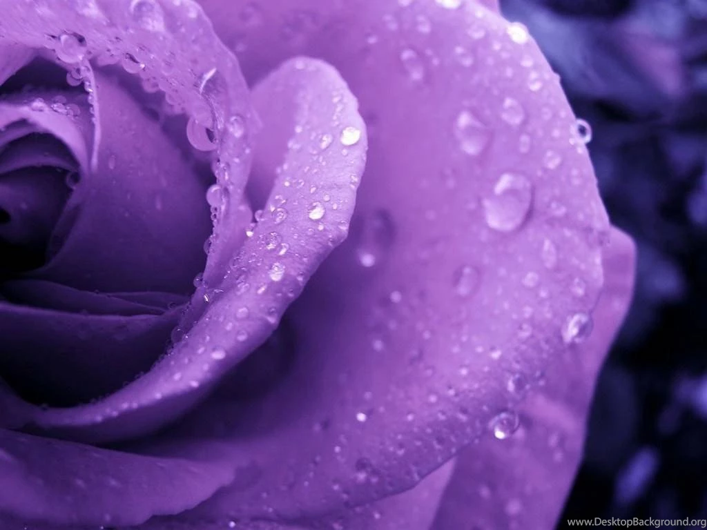 Purple Rose Wallpapers Colors Wallpapers (34511875) Fanpop