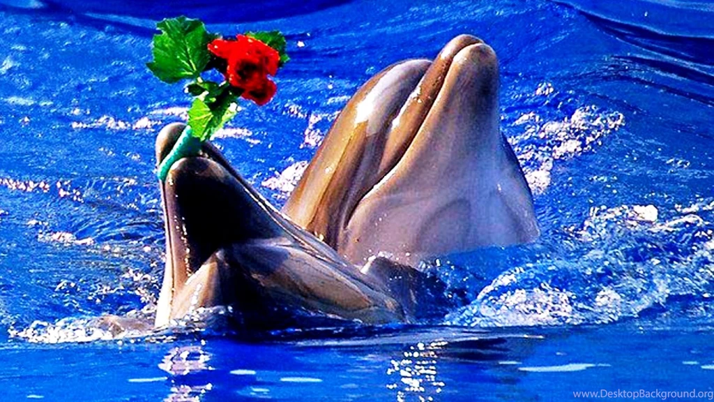 Dolphin The Most Romantic Fish Photos Of Fish Wallpapers For ...
