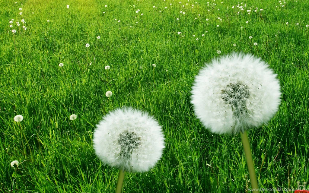 Nature Flower Wallpapers Hd For Desktop Free Download