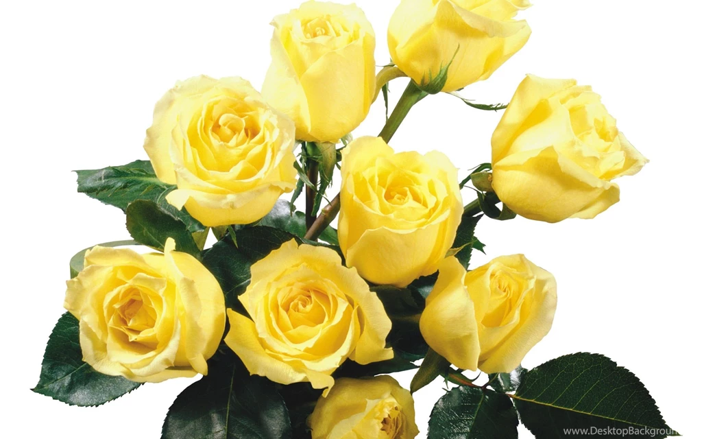 Yellow Rose HD Wallpapers