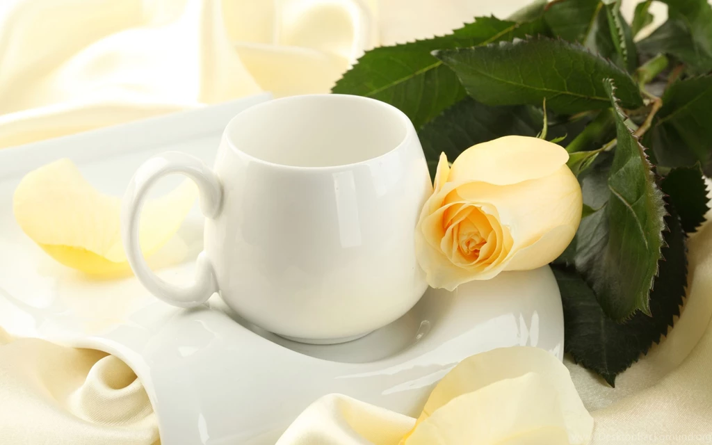 Beautiful Yellow Rose, Cup, Flower, Flowers, 2560x1600 HD ...