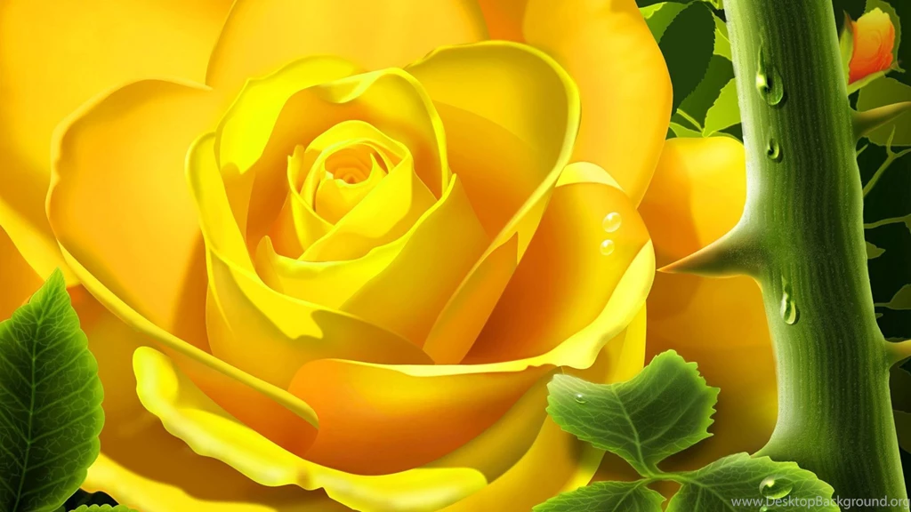 Beautiful Roses Wallpapers 25362