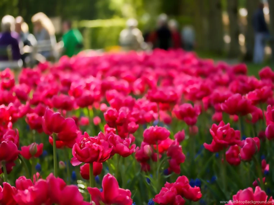 Flores Wallpapers By Azuliita On DeviantArt