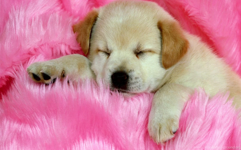 German shepherd puppy