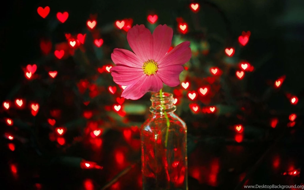 Flower Pink Lights Red Hearts Wallpapers