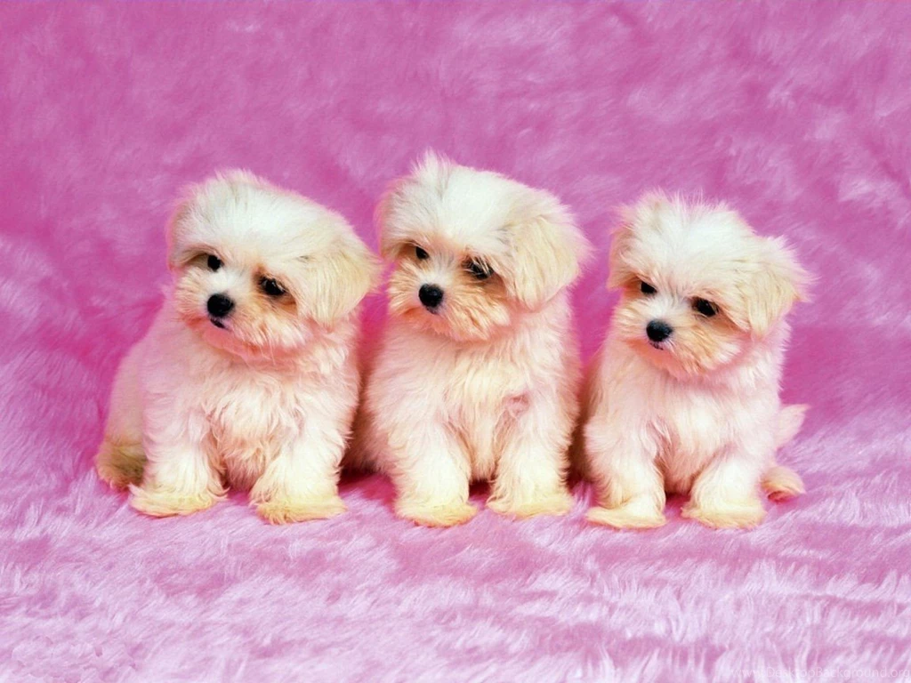 Cute Wallpaper Backgrounds Edition 572 Seo Wallpapers