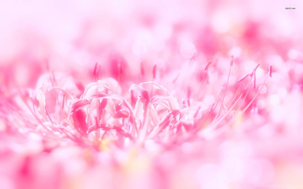 Pink Flower Wallpapers