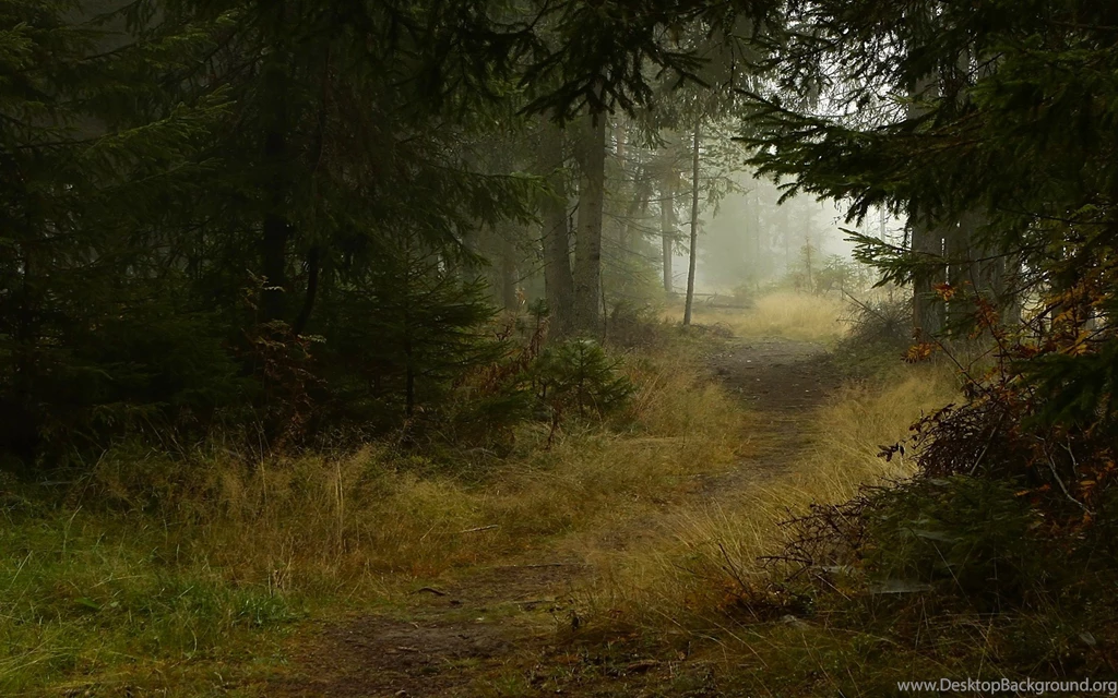 High Quality Dark Forest Wallpapers