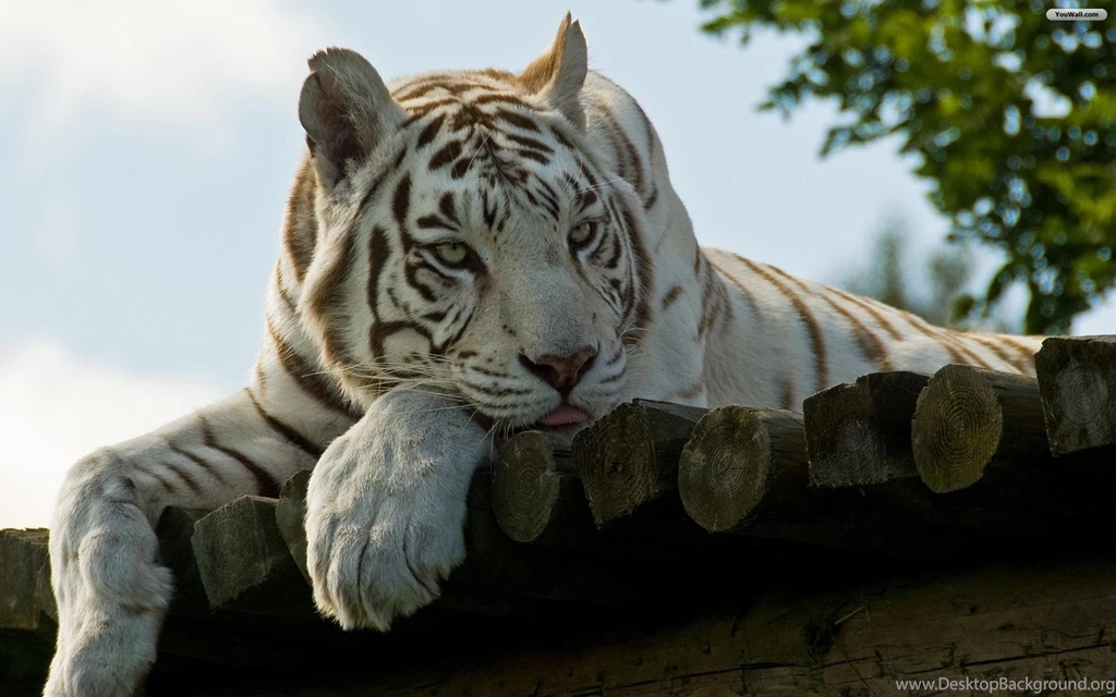 Desktop White Tiger Background Pics Wallpapers 3d Hd Pictures