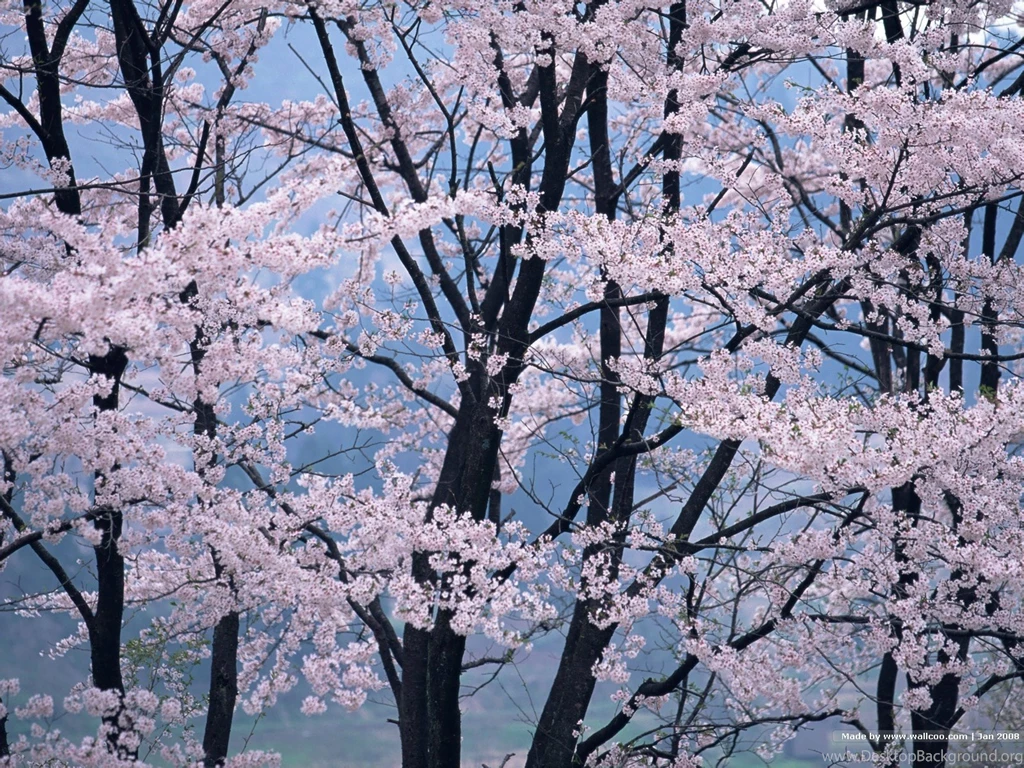 Cherry Blossoms Art Wallpapers