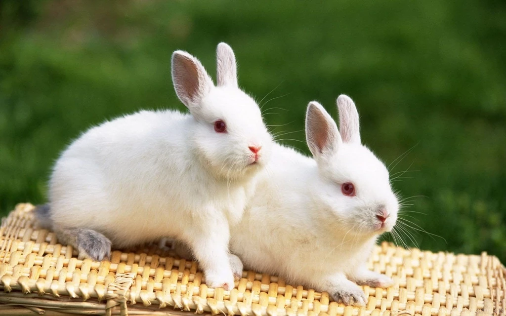 Cute White Rabbit Hd Wallpapers Free Hd Wallpapers
