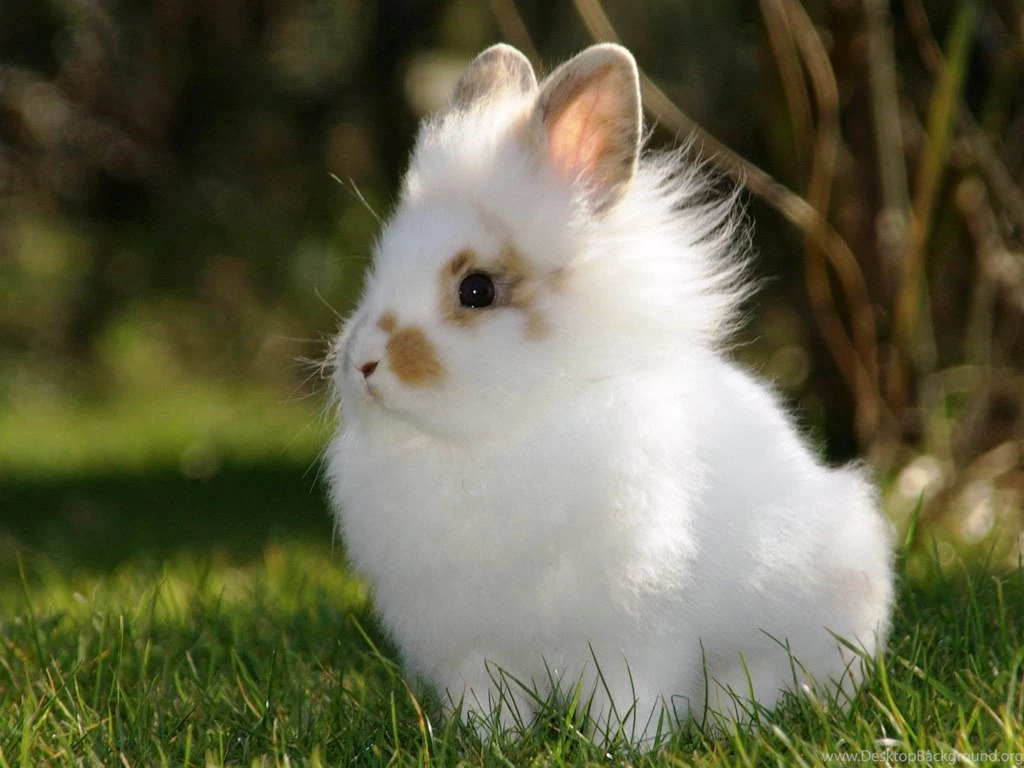 Animal Wallpapers