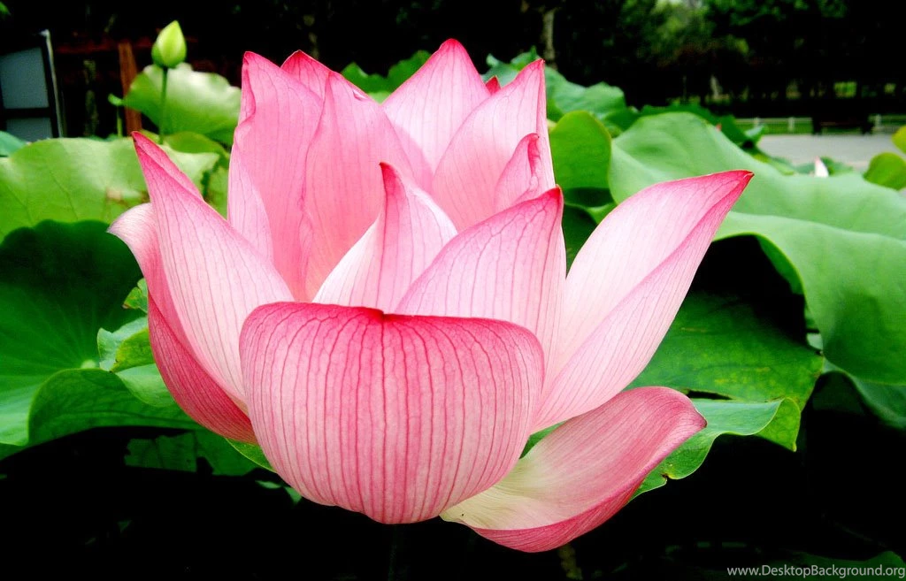 Pink Lotus Flower Wallpapers 97, Lotus Flower Pictures & Images
