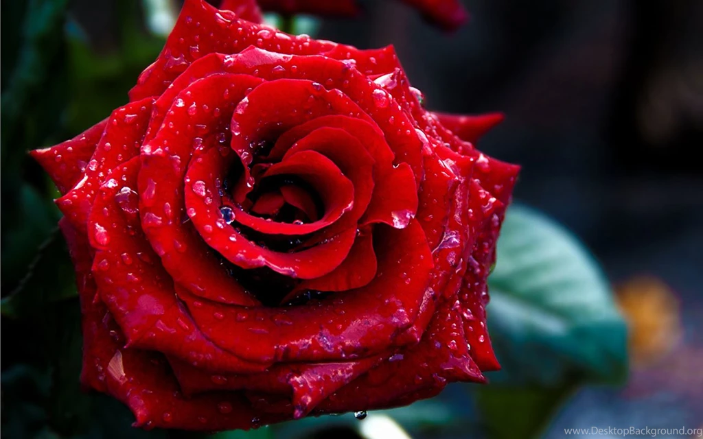 Red Roses Wallpapers Archives Page 4 Of 4 Wallpapers