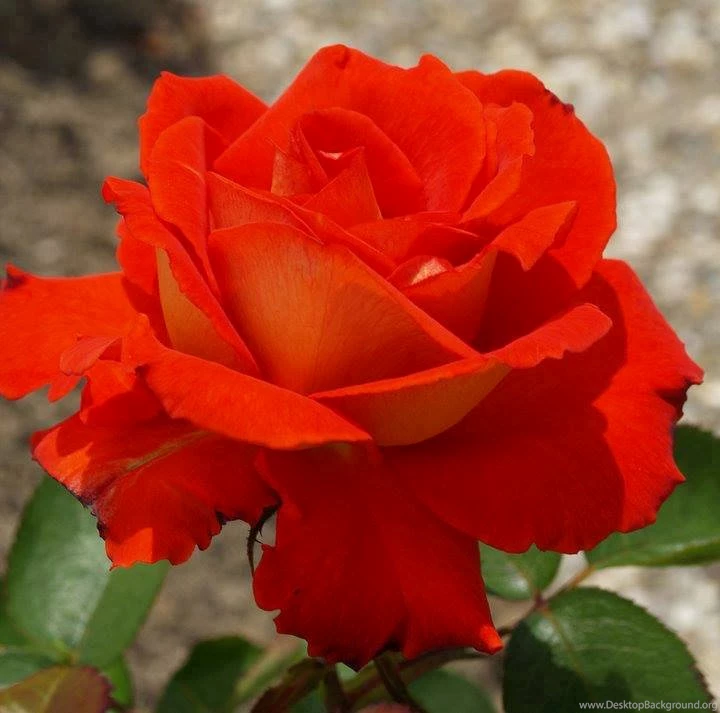 Loving2you: Rose Day 7th February