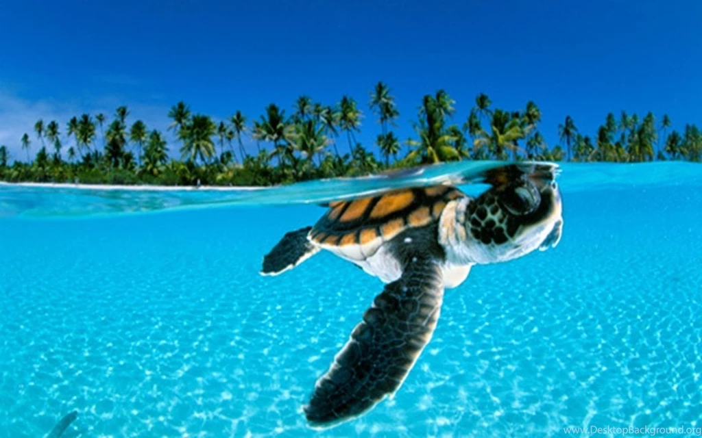 Download Wild Animals Water Free Desktop Photos Backgrounds ...