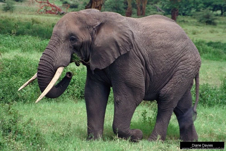 Wallpapers > Animal Elephant Wallpapers > ANIMAL ELEPHANT ...
