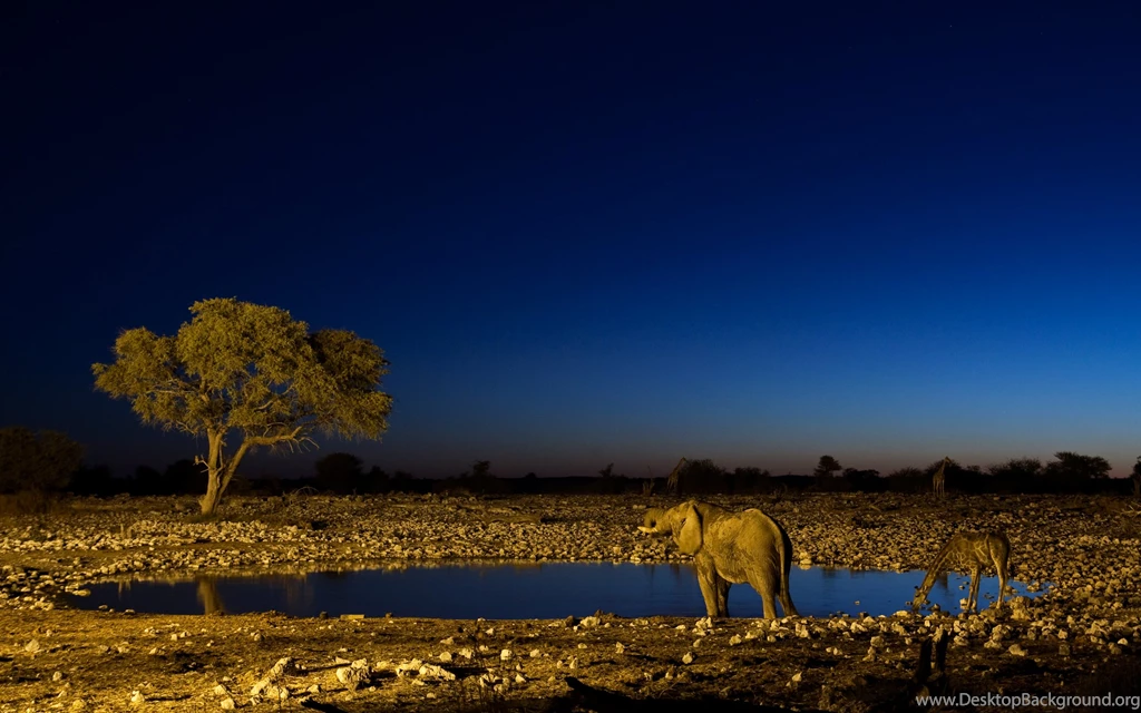 122 Elephant HD Wallpapers