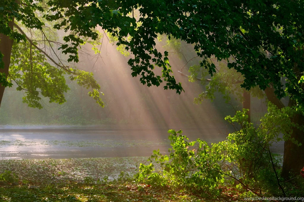 Woods Sun Wallpapers