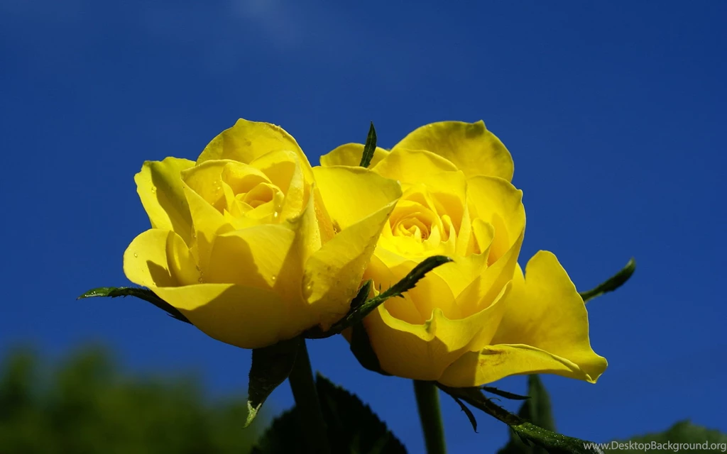 Rose Wallpapers Hd Tumblr For Walls For Mobile Phone Widescreen For ...