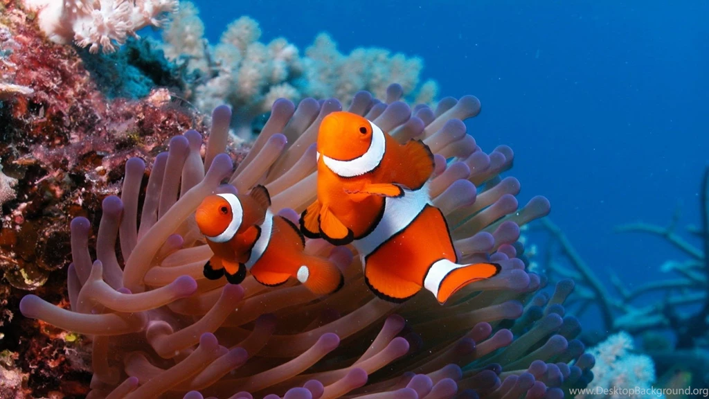 24 Clownfish HD Wallpapers