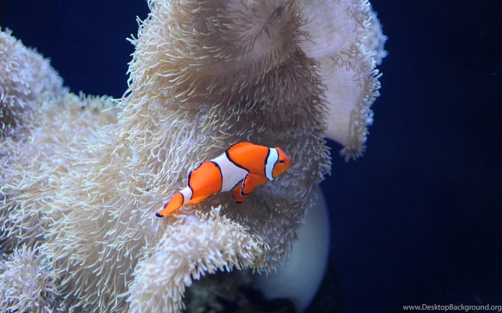 Seattle Aquarium Clownfish Wallpapers