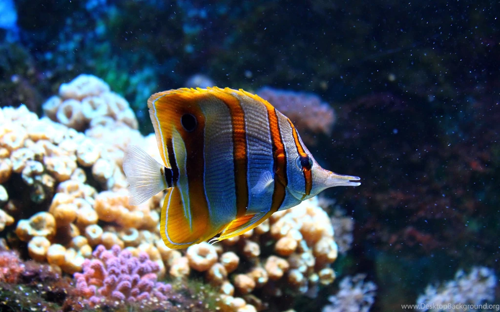 Clownfish Wallpapers