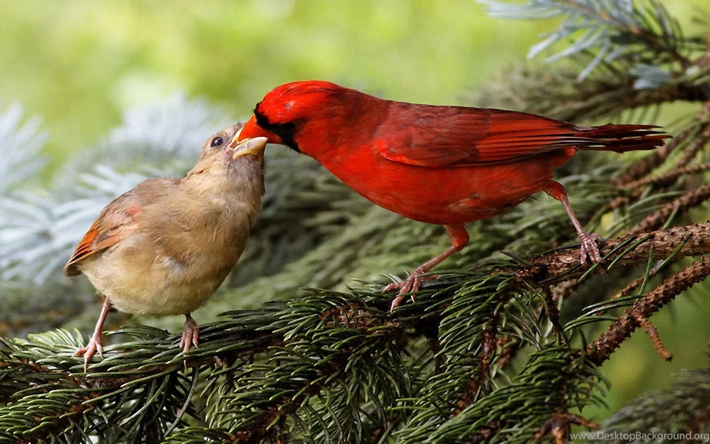 Birds Wildlife Cardinal Wallpapers