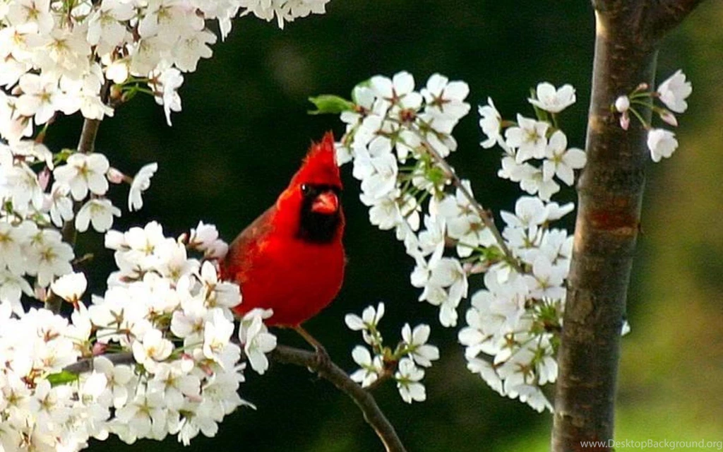 CARDINAL IN CHERRY TREE WALLPAPER (