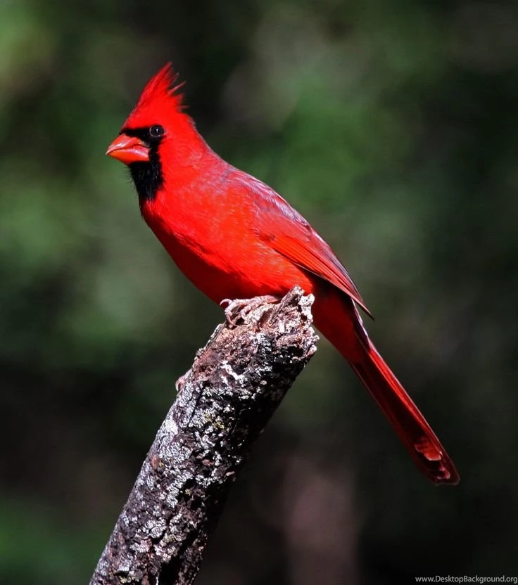 CARDINAL ~ The Beautiful RED Bird On Pinterest