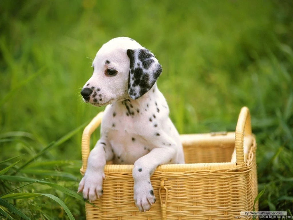 Dog breeds P Poodle Page 35