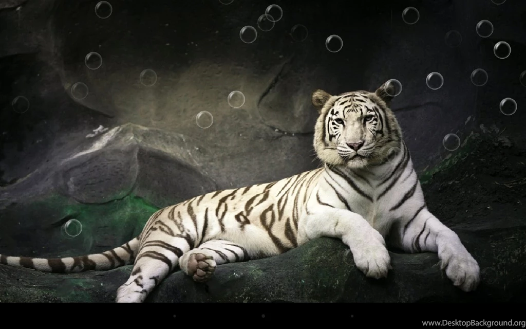 Tiger Live Wallpapers Android Apps On Google Play
