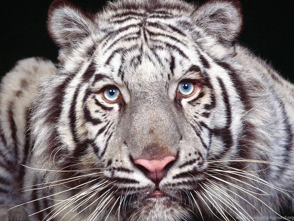 194 White Tiger HD Wallpapers