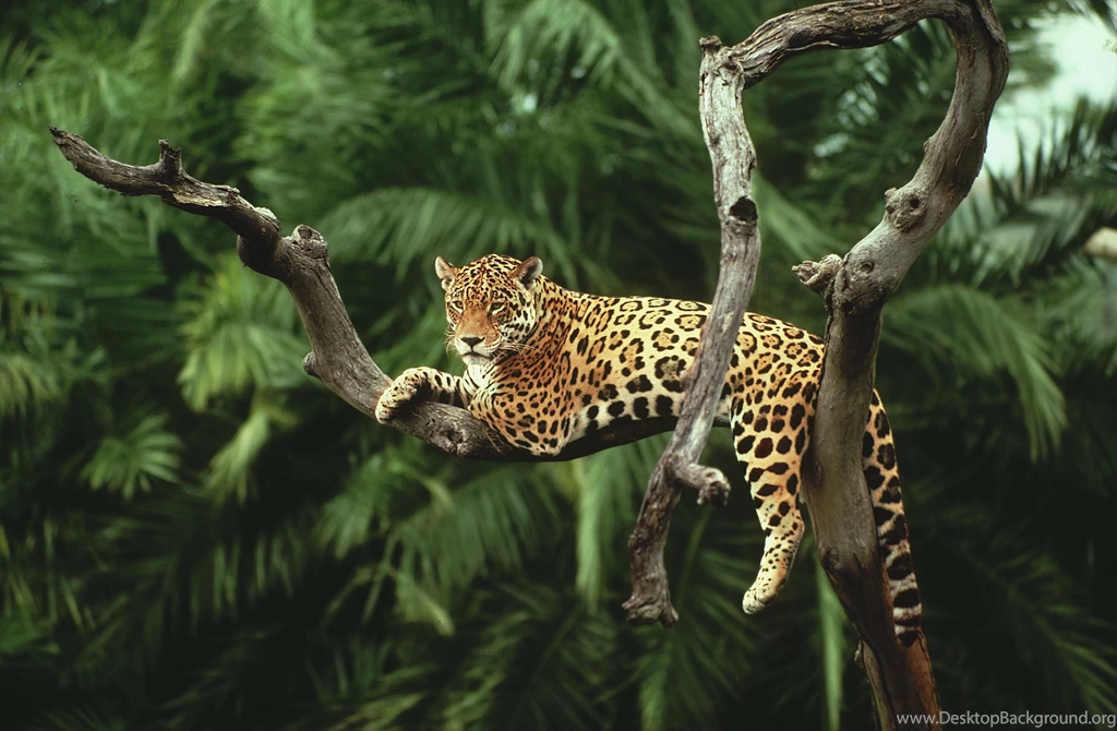 Animal Wallpapers Hd