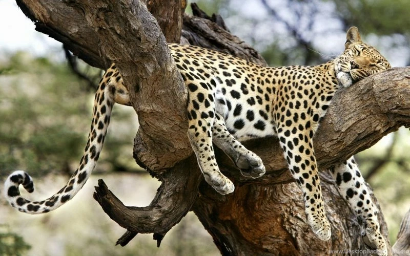 Wildlife Wildlife 1024x768 Wallpapers – Wildlife Wallpapers ...