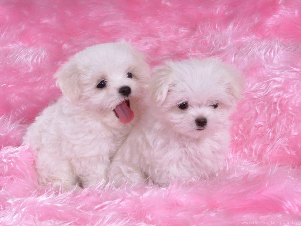 Puppies Wallpapers