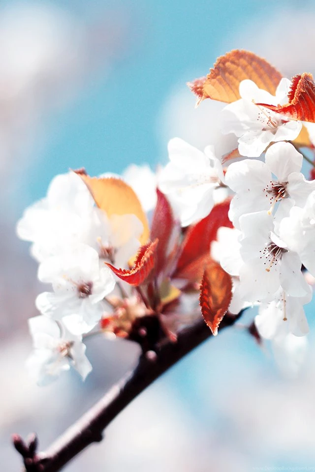 iPhone Wallpaper: Download Free iPhone Wallpaper Backgrounds