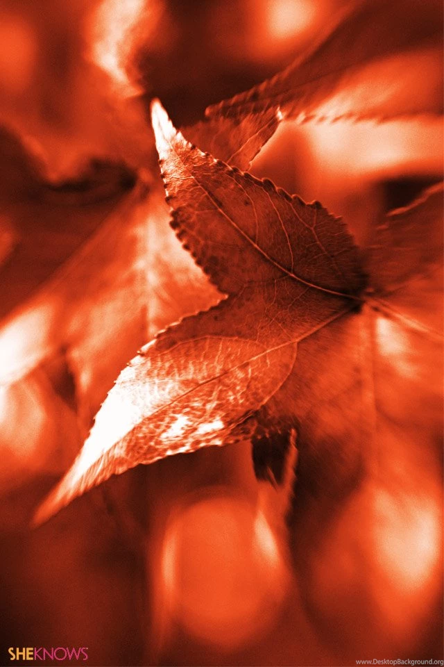 Free iPhone Wallpapers For Fall
